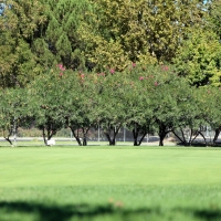 Golf Putting Greens Irvine California Synthetic Turf Back