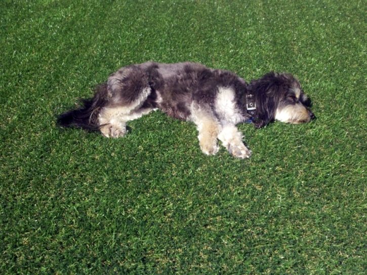 Artificial Pet Turf Sunnyslope California Installation Pools